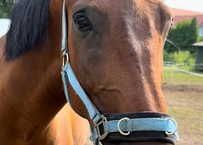 Πανσιόν Folwark Nadmorska Ostoja Mechelinki